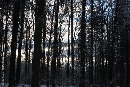 evening walk in the winter forest