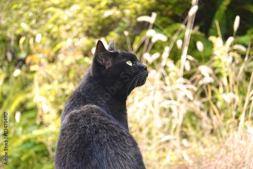 何か見つめる黒猫
