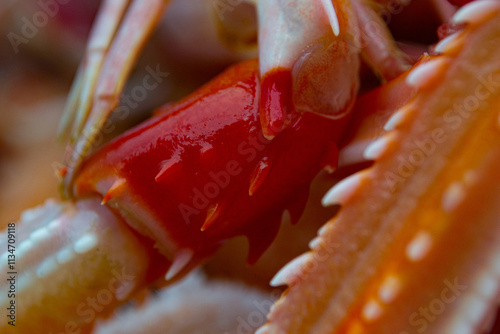 Close-up cooked, fresh Scottish langoustines (nephrops norvegicus) - also known as Scampi, Dublin Bay prawn and Norway lobster. photo