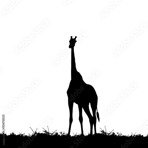 Silhouette of a giraffe standing tall on a white background.