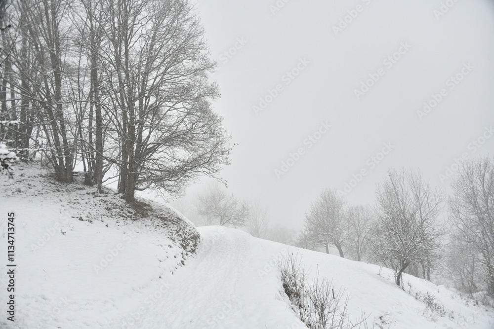 Fototapeta premium Art photo of trees under snow in winter