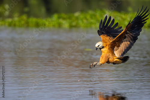 Picture sequence B 1 of 4. Black collared Hawk hunting fish in the Pantanal wetlands in Brazil.  photo