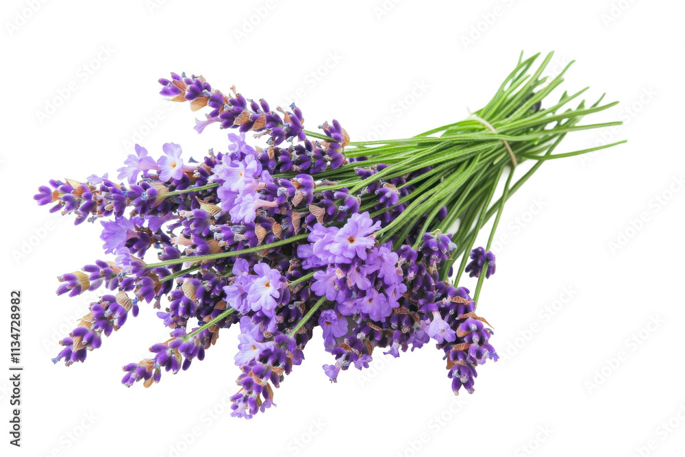 Lavender Bouquet Isolated on PNG Transparent Background Lavender Bouquet Isolated on PNG Transparent Background