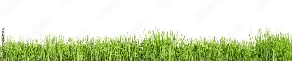 Border of green grass isolted on white Border of green grass isolted on white