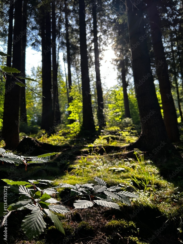 the sun breaks through the thicket of trees the sun breaks through the thicket of trees