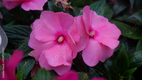 Schilderij op canvas A couple of beautiful pink flower, New Guinea impatiens, is blooming in the gard