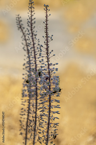 Drimia Maritima, also known as sea onion and island onion (urginea maritima, rimia maritima) photo