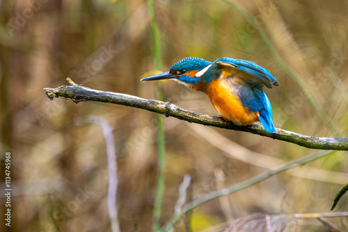 Eisvogel im Herbst auf einem Ast / Vogel / Kingfisher