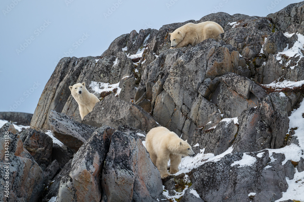 A female polar bear and two cubs on the rocky shoreline of Hudson Bay