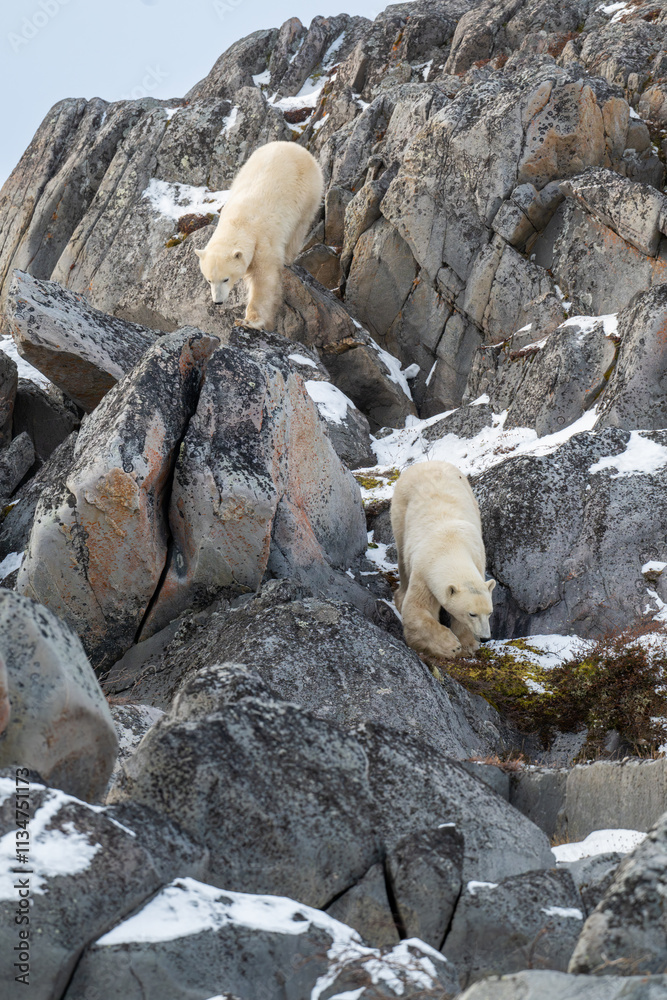 Two polar bears on rocks along the Hudson Bay.