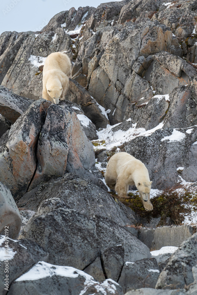 Two polar bears on rocks along the Hudson Bay.