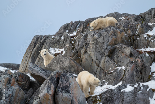Obraz na płótnie A female polar bear and two cubs on the rocky shoreline of Hudson Bay w salonie