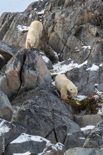 Obraz na płótnie Two polar bears on rocks along the Hudson Bay. w salonie