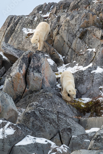 Obraz na płótnie Two polar bears on rocks along the Hudson Bay. w salonie