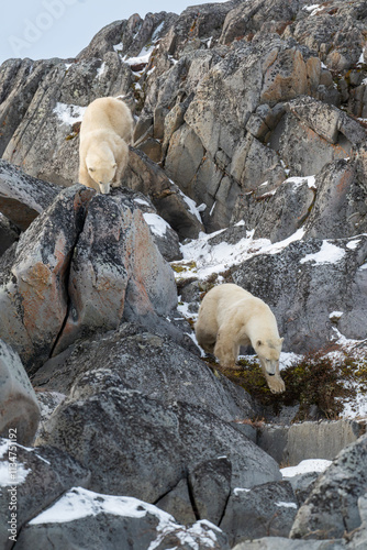 Two polar bears on rocks along the Hudson Bay.