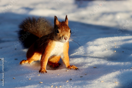 Photography Squirrel