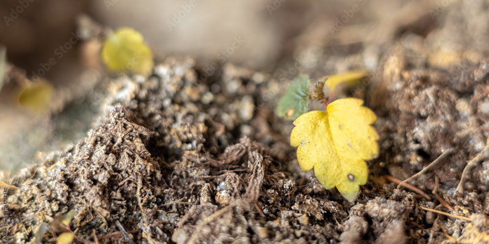 leaf on the ground