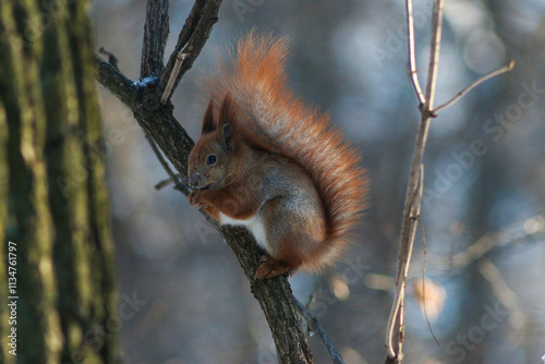 Squirrel in a Winter Forest