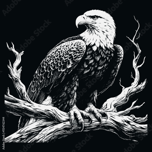 Eagle Vector, eagle silhouette, eagle Vector drawing, isolated on black background photo