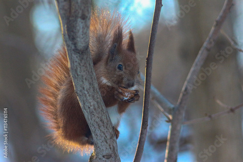 Squirrel in a Winter Forest