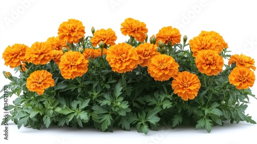 Lush orange marigold flowers blooming in a cluster, isolated on white background.