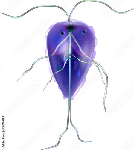 Giardia genus of anaerobic flagellated protozoan giardiasis. Giardiasis. Giardia intestinalis protozoan, formerly known as G. lamblia or Lamblia intestinalis