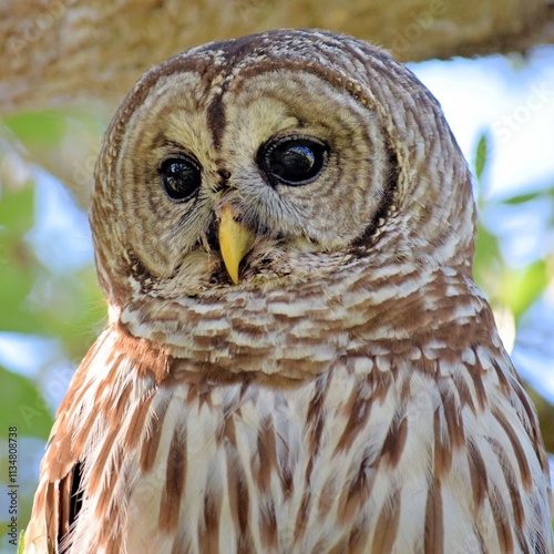 owl