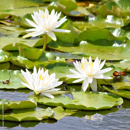 water lilies