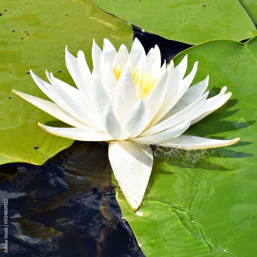 water lily