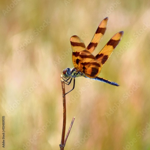 dragonfly