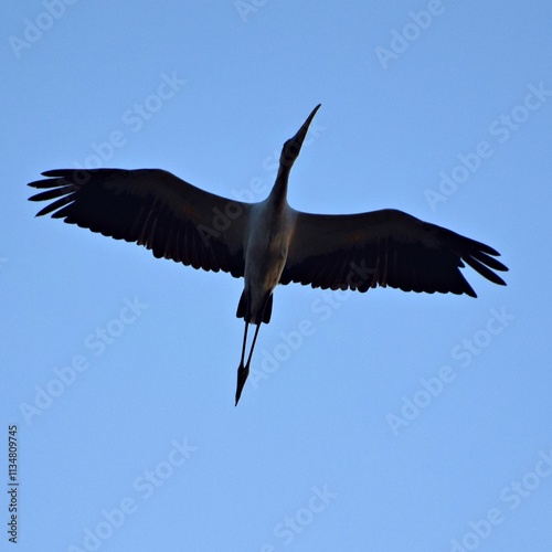 flying bird