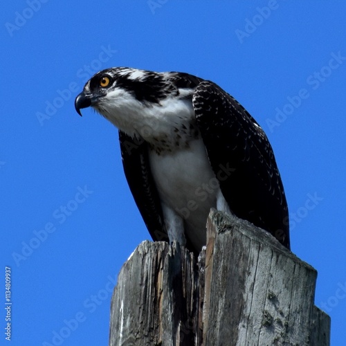 osprey