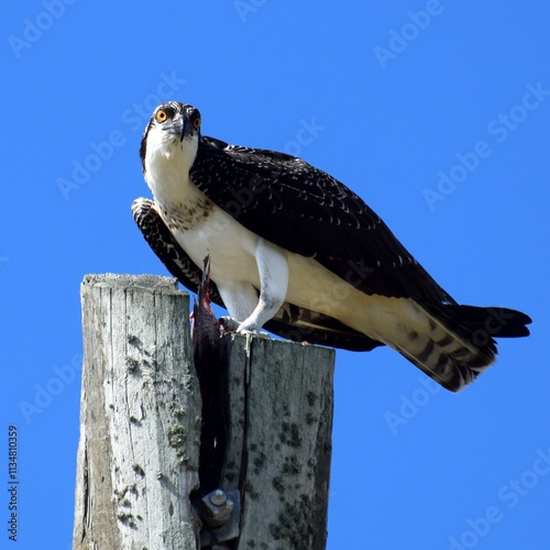 osprey