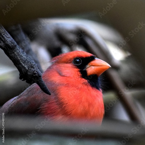 cardinal on a branch
