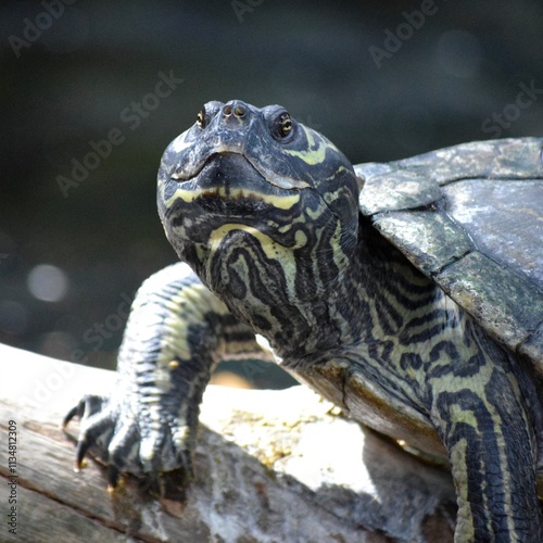 turtle on a tree