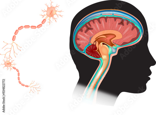 Human Head with Brain and Neurons Diagram. Cells in the brain are neuron. Nerve cells and glial cells or neuroglia. Neuronal communication