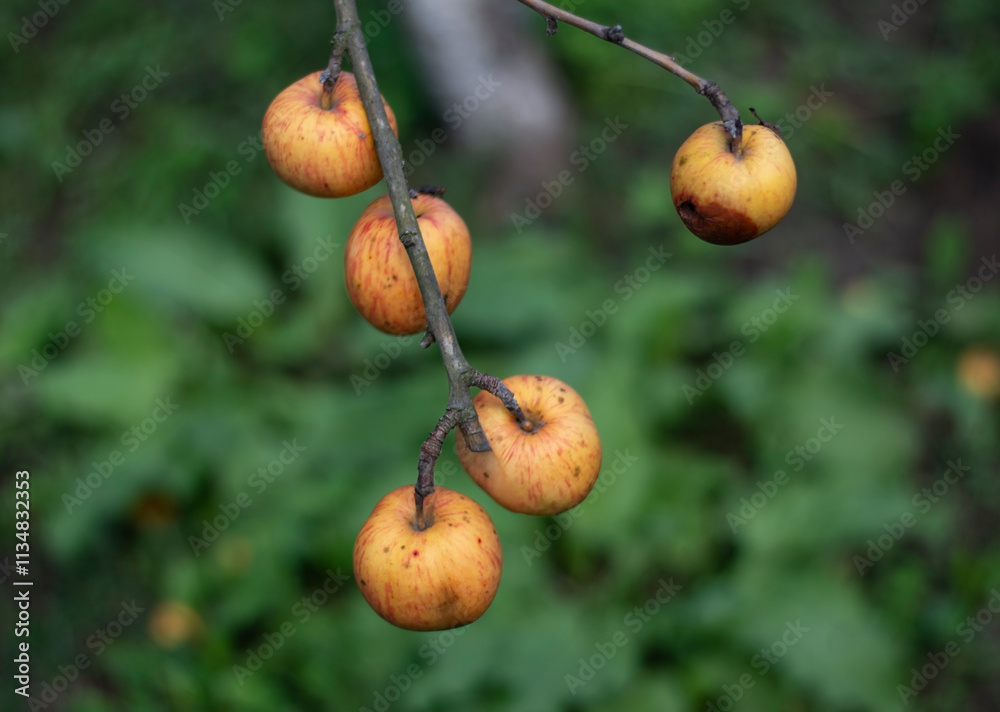 Ripe and spoiled yellow apples on an apple tree Ripe and spoiled yellow apples on an apple tree