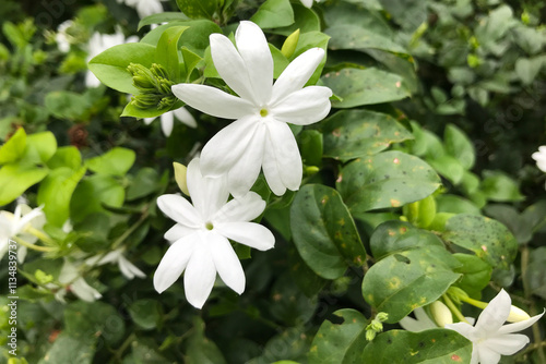 Jasmine Flowers, Pichcha