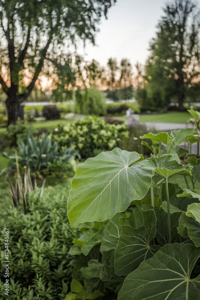 Landscape view of attractive giant elephant ear plants featured in a decorative public park garden.
Landscape view of attractive giant elephant ear plants featured in a decorative public park garden.
