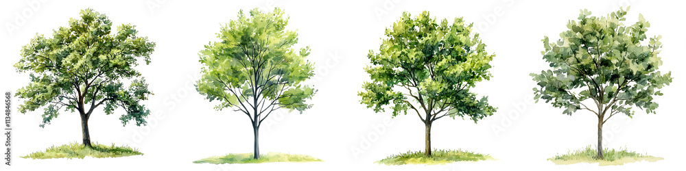 Four distinct ash trees displaying lush green foliage in various stages of growth and fullness. Four distinct ash trees displaying lush green foliage in various stages of growth and fullness.