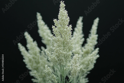 Artemisia Abrotanum