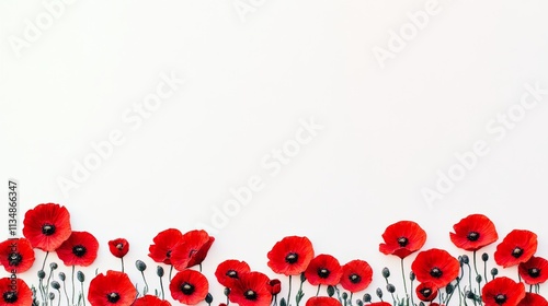 Field of red poppies with a white background. The red flowers are scattered throughout the field, creating a beautiful and serene scene