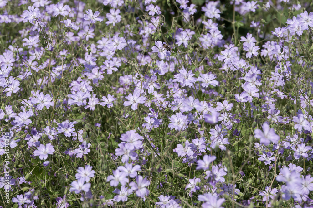 pretty mauve flower of wood cranesbill also known as woodland geranium pretty mauve flower of wood cranesbill also known as woodland geranium