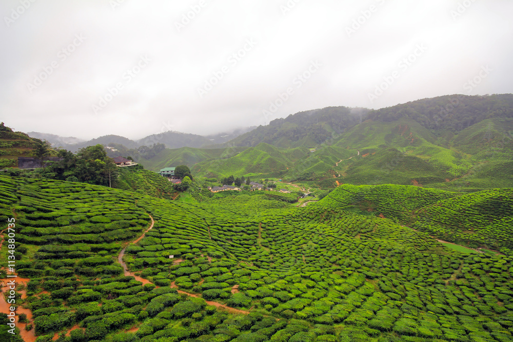 A scenery of tea plantation in Cameron Highlands, Malaysia A scenery of tea plantation in Cameron Highlands, Malaysia