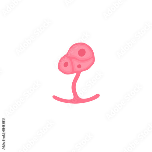muscle satellite cells
