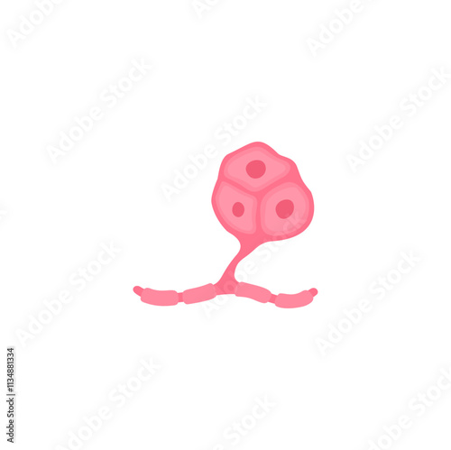 muscle satellite cells