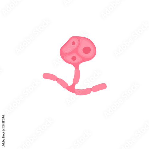 muscle satellite cells