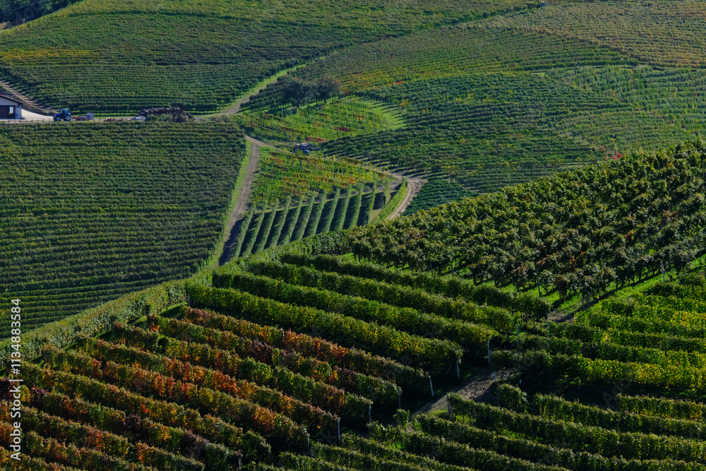 Vigneti delle Langhe a Barbaresco in provincia di Cuneo, Piemonte, Italia. Vigneti delle Langhe a Barbaresco in provincia di Cuneo, Piemonte, Italia.