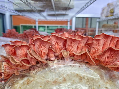 Fresh Pink Oyster Mushrooms (Pleurotus djamor) susbtrate blocks photo