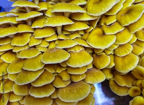 golden oyster mushroom (Pleurotus citrinopileatus) close up view image  photo